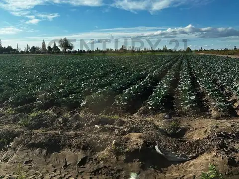 ZAPATA