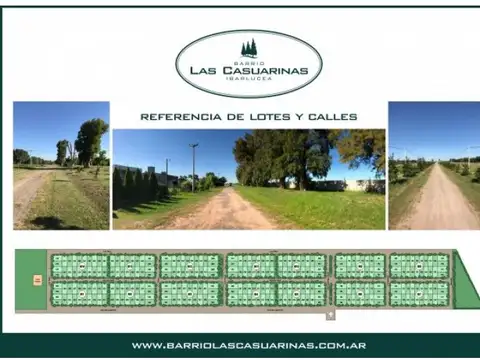 Las casuarinas