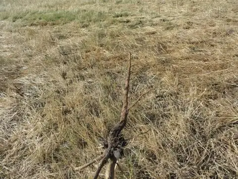 Campo en Venta de 120  ha