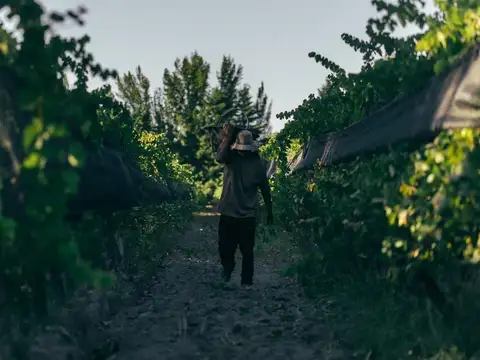 Lote de 2.061 Mts2 en Viñedo de 40 Has.