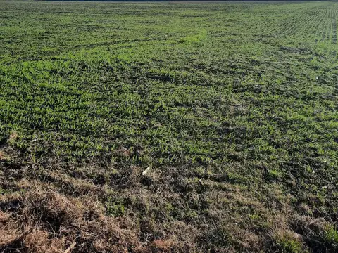 Campo - Costa Del Uruguay