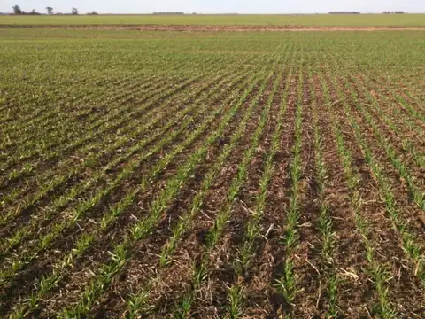 Ruta Provincial 17 km Carlos Tejedor Map:  35.254391,-62.400564