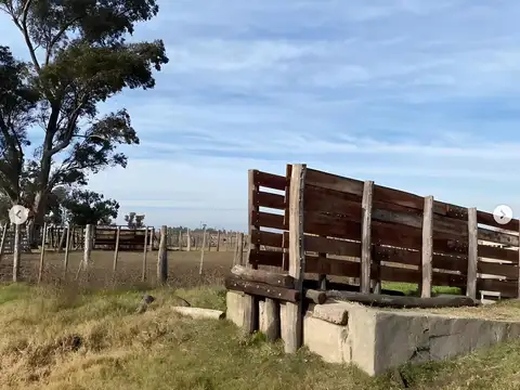 Campo en  venta Carlos Tejedor