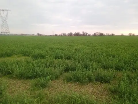 59 Hectareas En Arocena (cerca Rosario)