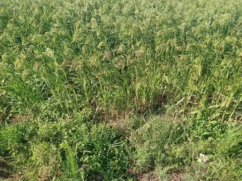 Campo en Venta de 59  ha