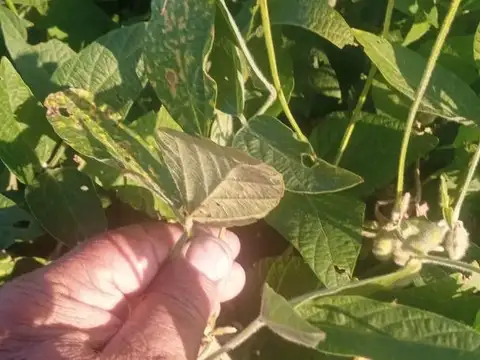Campo en Venta Agrícola