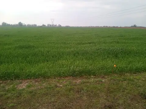 Campo en Venta Agrícola