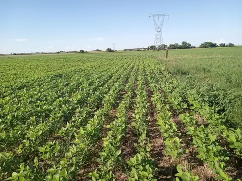 Campo en Rosario