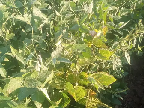 59 Hectareas En Arocena (cerca Rosario)