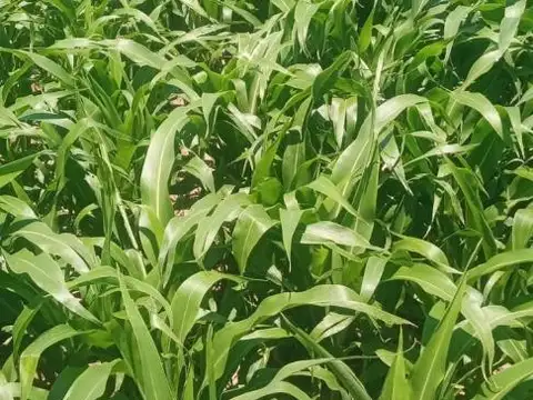 Campo en Rosario