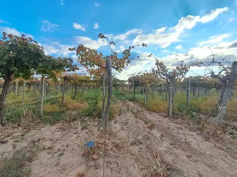 Venta de finca productiva 50 ha, Medrano, Mendoza