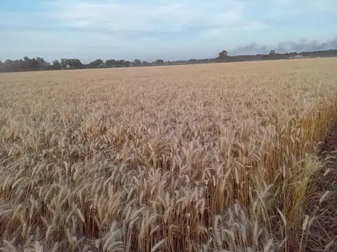 Campo en Venta Agrícola