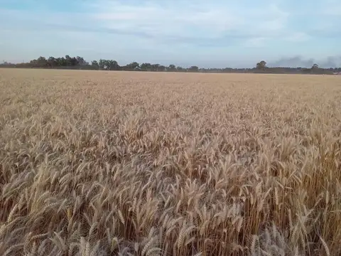 CAMPO ZONA RURAL SOLDINI 6HAS  AGRICOLAS