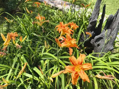 General Juan Andrés Gelly Y Obes 1600