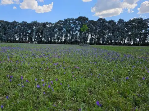 Terreno en Venta de 1455,0 m2