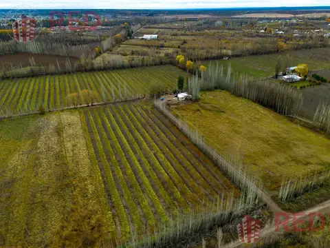 Vende Chacra con produccion Activa en Cinco Saltos