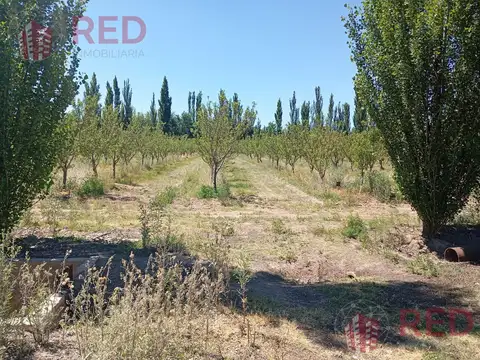 Vende Chacra con produccion Activa en Cinco Saltos