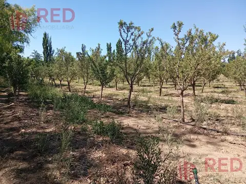 Vende Chacra con Producción Activa de Almendras en Cinco Saltos