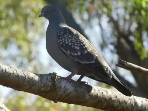 2 Lotes Venta conjunta