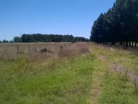 6,5 Has | Ruta 205 | Km 74 | Cañuelas | Unico dueño