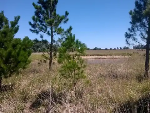 Campo en Venta Agrícola