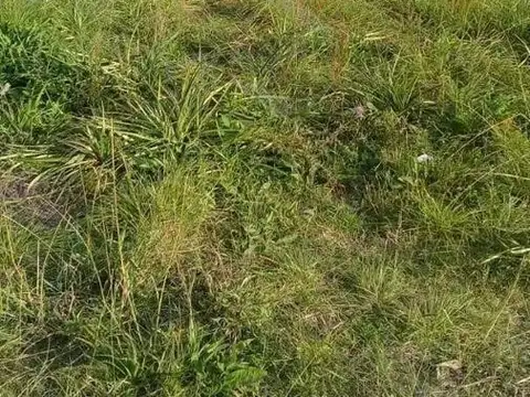 AUR. Venta. Lotes 20 y 21. Molino Blanco. Exaltación de la Cruz