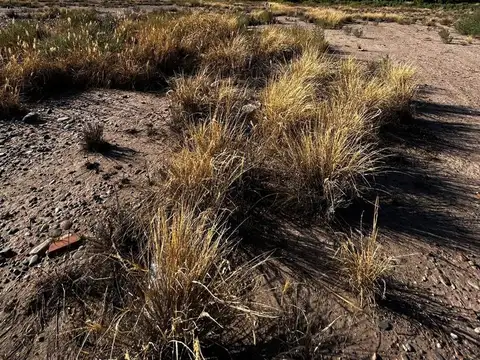 Dorrego (Zona Industrial)