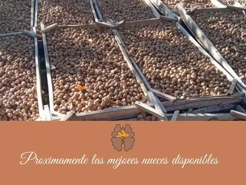 ¡Venta! Finca con plantación de nogales en Santa Florentina - Chilecito