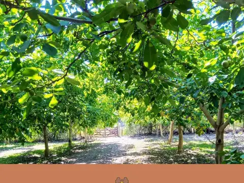 Finca de Nogales Lomas Viejas - Ruta provincial 14