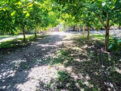 ¡Venta! Finca con plantación de nogales en Santa Florentina - Chilecito