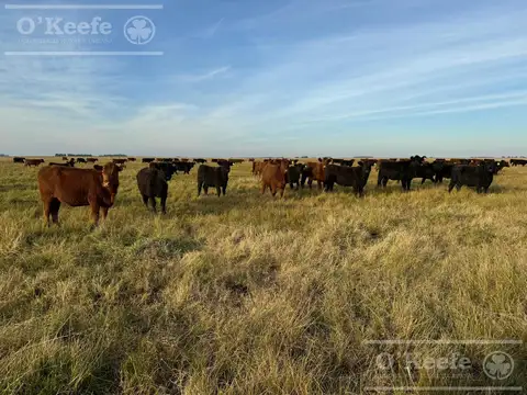 Campo en venta de 344 has en Dolores !!!