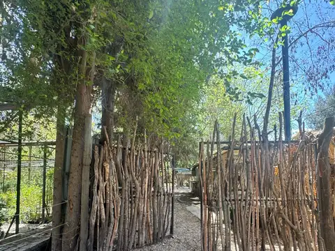 Orsini al 100