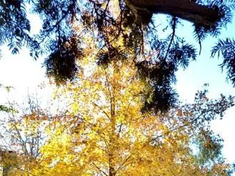 Quinta en Venta en Maquinista Savio, USD 248.000