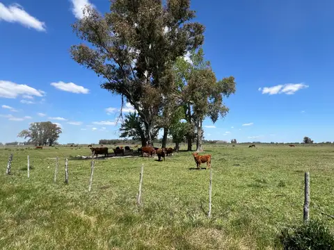 Campo en Venta Ganadero