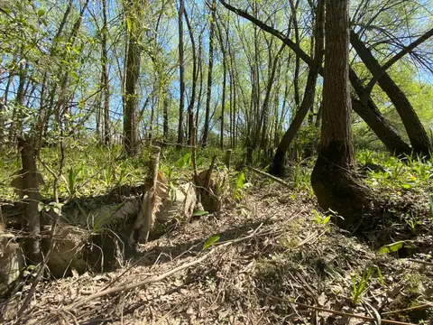 Lote en venta Primera Sección Islas del Delta. Tigre