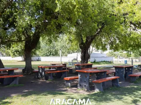 Jacaranda 200