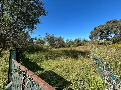 Bosque del Ceibal 1
