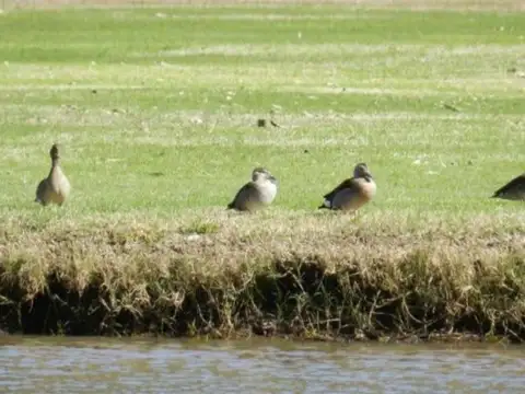 Ruta 11 km 354 campo timbó 2000