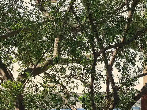 Zapiola 2300, Piso 1