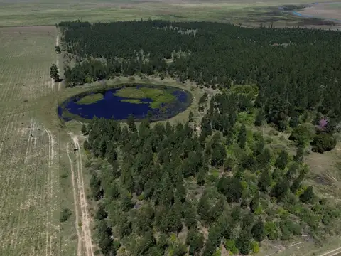 Campo en Venta Forestal