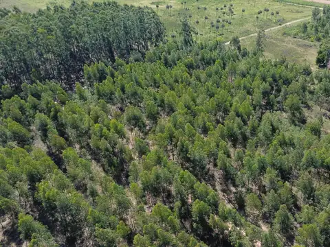 Campo con forestal en venta.