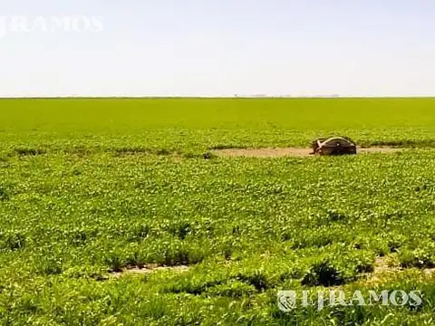 889 ha Campo ganadero. San Germán, Puán, Bs. As.