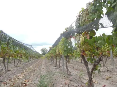 VENTE DE FINCA 25 HECTAREAS CAMPO VIDAL TUPUNGATO