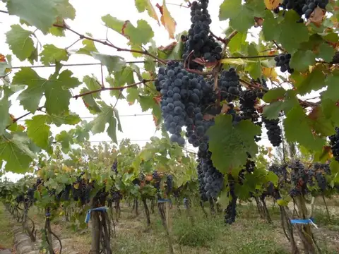 Corredor Productivo s/n