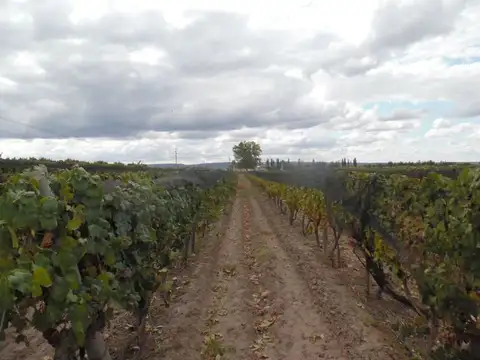 VENTE DE FINCA 25 HECTAREAS CAMPO VIDAL TUPUNGATO