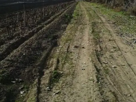 VENTE DE FINCA 25 HECTAREAS CAMPO VIDAL TUPUNGATO