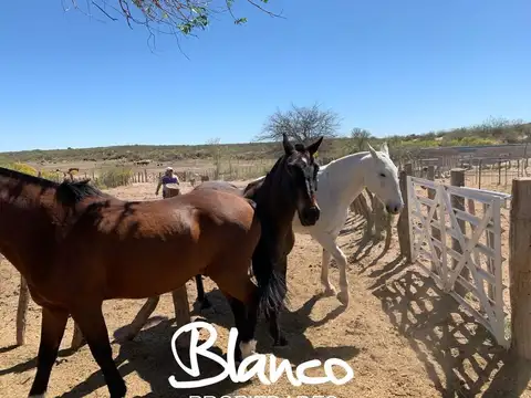 CAMPO GANADERO - LA PAMPA -