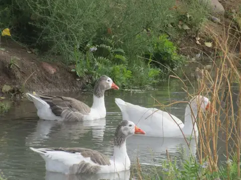 Finca en Venta 5,7 hectáreas Altamira Valle de Uco