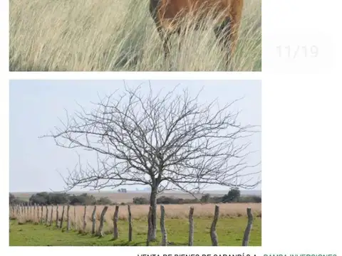 Campo en Venta Ganadero