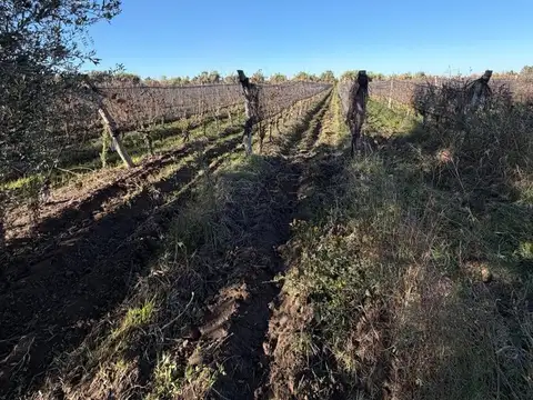 VENTA FINCA EN PRODUCCIÓN JUNÍN MENDOZA